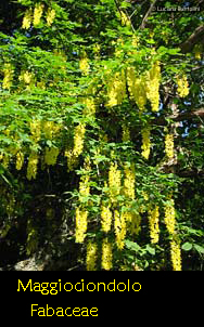 Maggiociondolo - Laburnum anagyroides