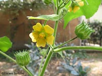 Abutilon theophrasti - cencio molle