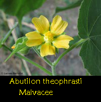 Abutilon theophrasti