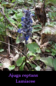 Ajuga reptans