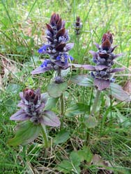 Ajuga reptans