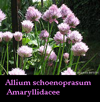 Allium schoenoprasum