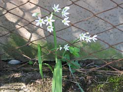 Allium triquetrum