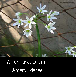 Allium triquetrum