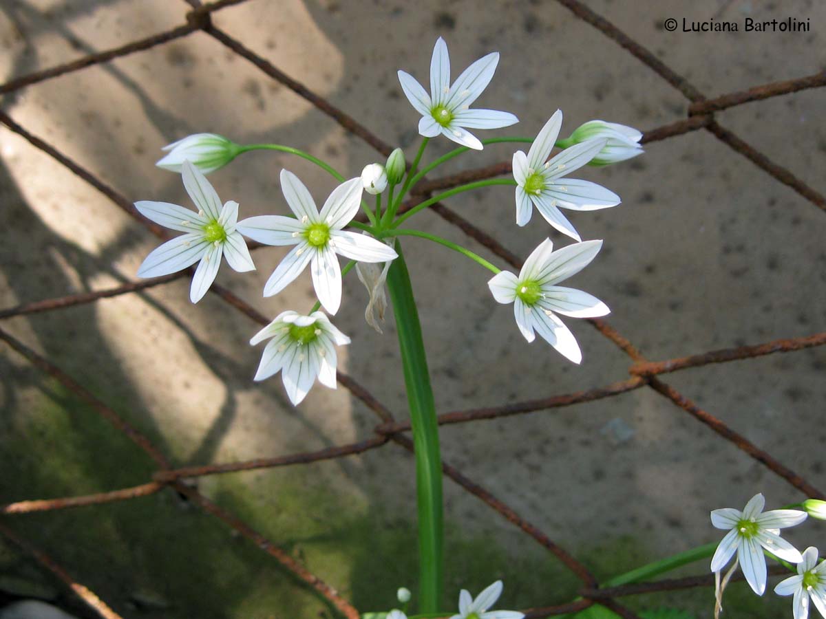 Indice alfabetico delle piante e fiori presenti nel sito Fiori acquatici nomi