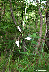 Anthericum sp.