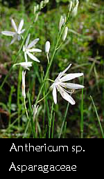 Anthericum sp