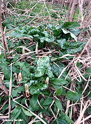 Arum italicum - Gigaro, Pan di serpe