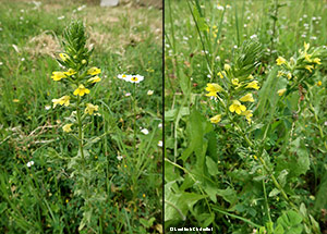 Bellardia viscosa
