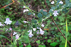 Nepetella