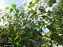 Abutilon theophrasti - cencio molle