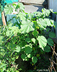Abutilon theophrasti - cencio molle