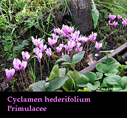 ciclamino