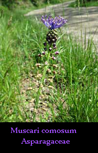 Muscari comosum