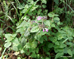 Clinopodium vulgare