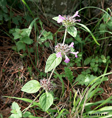 Clinopodium vulgare