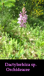 Dactylorhiza sp. 2010 Dactylorhiza sp. 2010