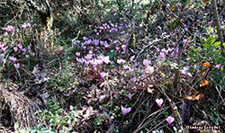 Ciclamino nel bosco