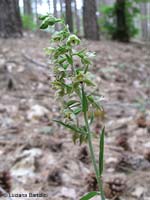 Epipactis helleborine