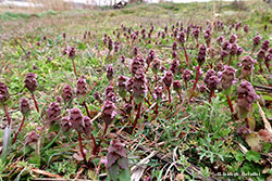 falsa ortica purpurea