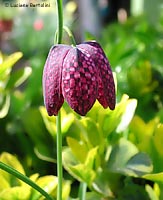 Fritillaria - Fritillaria meleagris