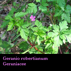 Geranio robertianum