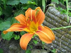 Hemerocallis fulva