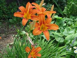 Hemerocallis fulva