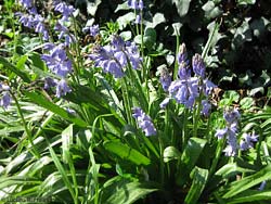 Hyacinthoides hispanica