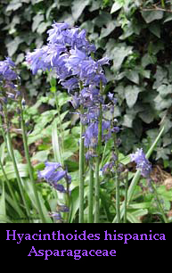 Hyacinthoides hispanica