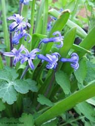 Hyacinthus orientalis