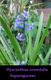 Hyacinthus orientalis