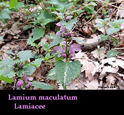 Lamium maculatum