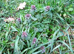 Lamium Purpureum 'falsa ortica purpurea'