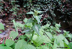 Lamium maculatum