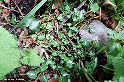 Lamium maculatum