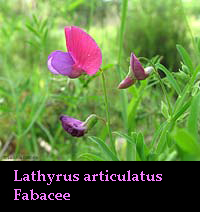 Lathyrus articulatus