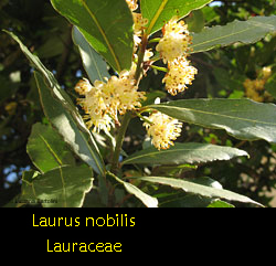 Alloro - Laurus nobilis