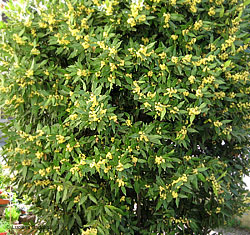 Laurus nobilis