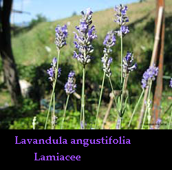 Fiori di Lavandula angustifolia