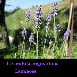 Lavandula angustifolia