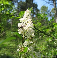 Ligustrum vulgare