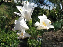 Lilium auratum