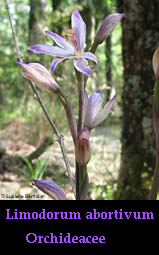 Limodorum abortivum Orchidea Fior di legna