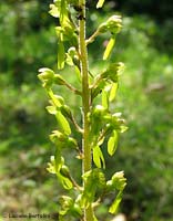 Listera ovata