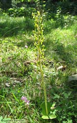 Listera maggiore Listera maggiore