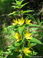 Lysimachia vulgaris