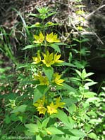 Lysimachia vulgaris