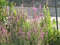 Lythrum salicaria
