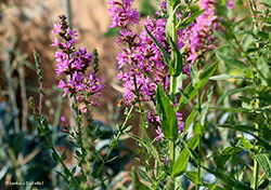 Lythrum salicaria